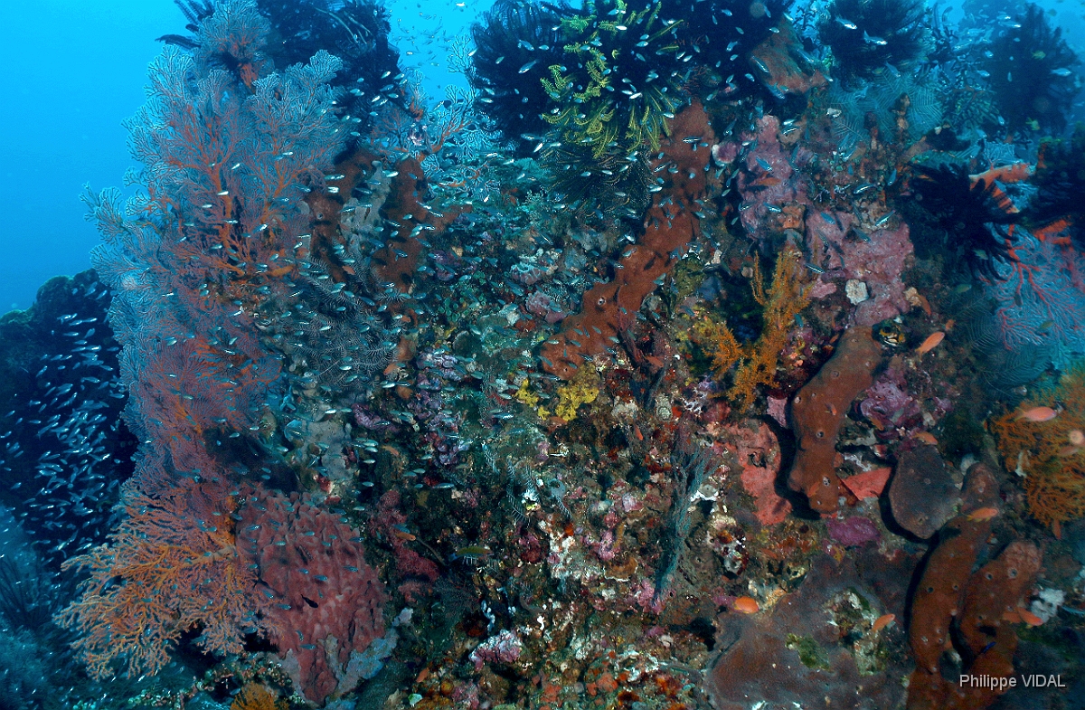 Bali 2016 - Liberty - Corail - IMG_5861_rc.jpg